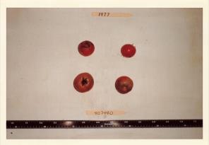 Click for 3 image(s) for this accession. FRUIT